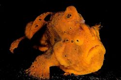 Orange Frogfish. Lembeh straights.
D2x 60mm by Rand Mcmeins 